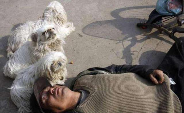 男子街头醉卧菜场 三只小狗"忠诚"护主