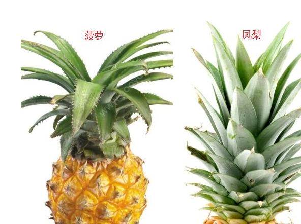凤梨和菠萝你们能够区别开来吗?