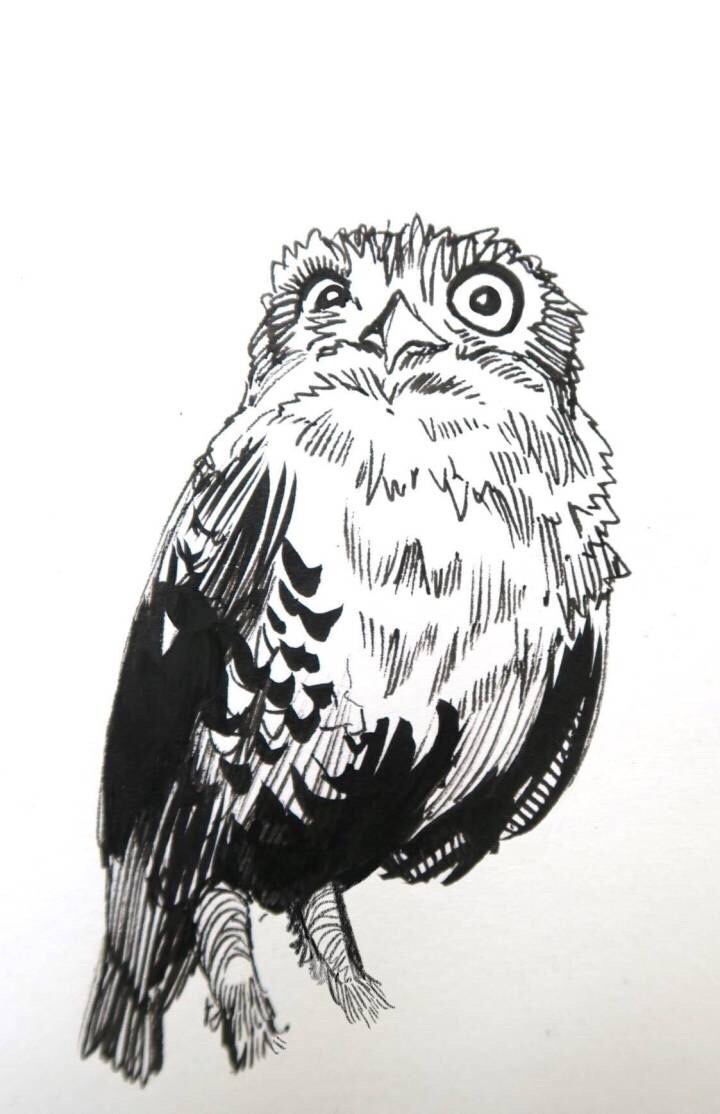 手绘黑白野生动物加拿大画师hugopuzzuoli