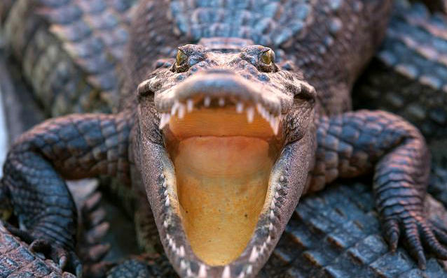 女孩遇到的的情况很少见,但之前也曾经发生过,佛罗里达大学野生动物