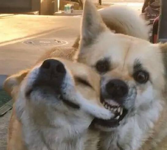 主人每天不愿遛狗,一出门2只狗狗就这样,那表情亮了