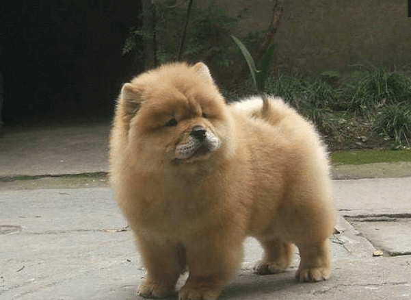 主人让哈士奇和松狮犬杂交, 没想到下一代却长成这样