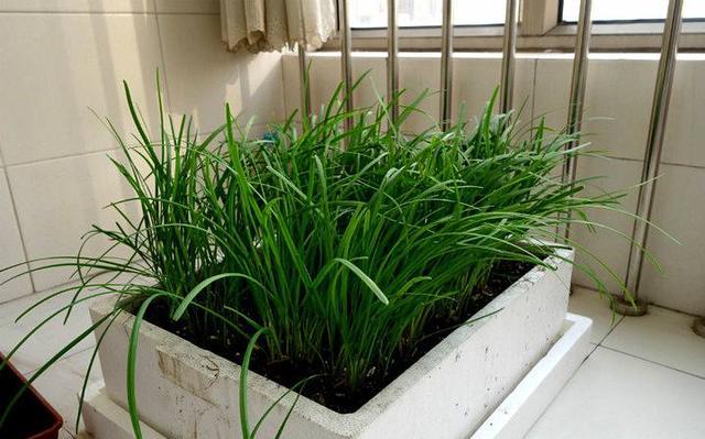 为什么你种的韭菜越长越细,只要这么做盆栽韭