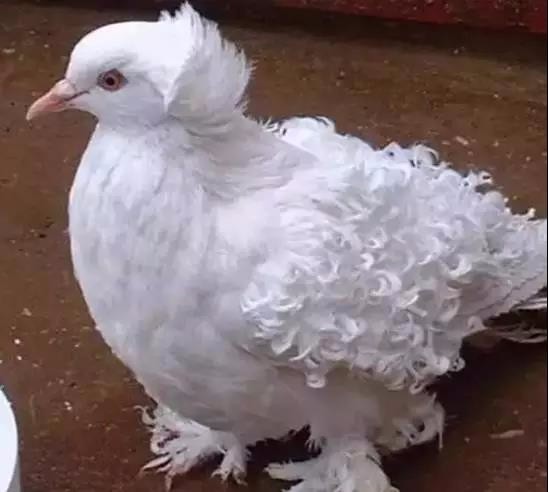 美貌无双的扇尾鸽