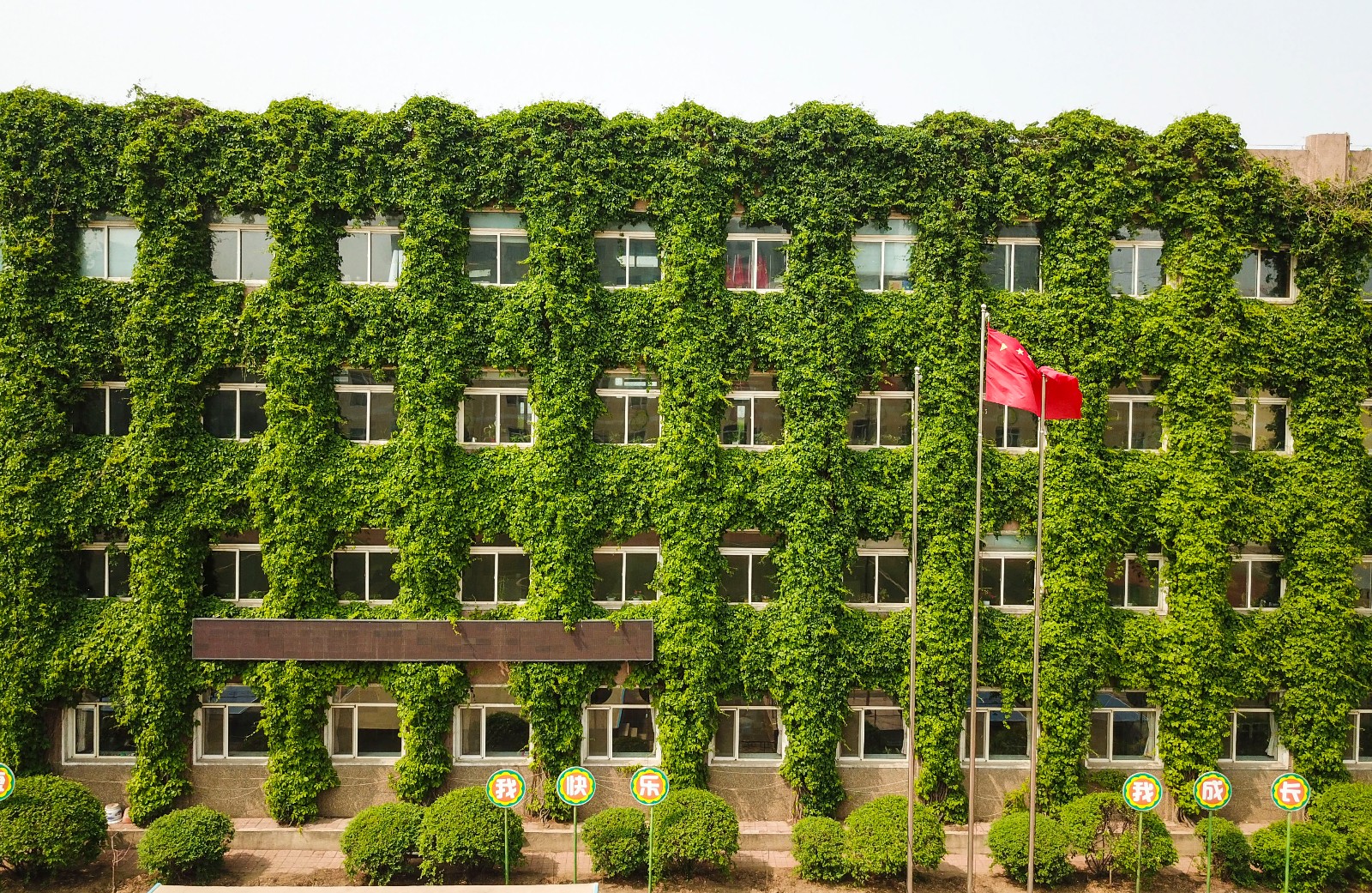 沈阳:爬山虎爬满墙成"绿楼" 碧绿如森林城堡