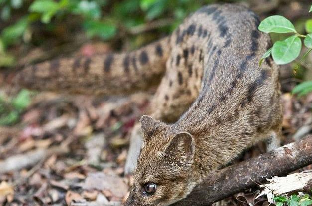 全球这个动物交配时间最长时长是人类的16倍