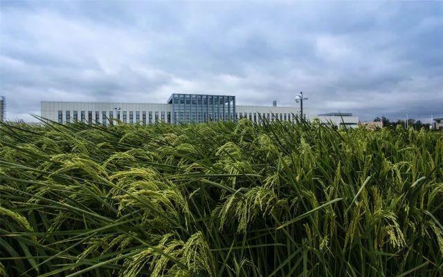 中国在迪拜成功种植海水稻!外媒惊叹:世界奇迹