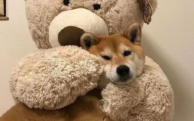 一只可爱的柴犬,睡着了也是一个表情包,你喜欢的样子它都有