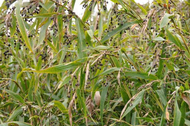 今天小编就跟大家介绍一个可以说是"野果之王"的果实,它是一种农村的