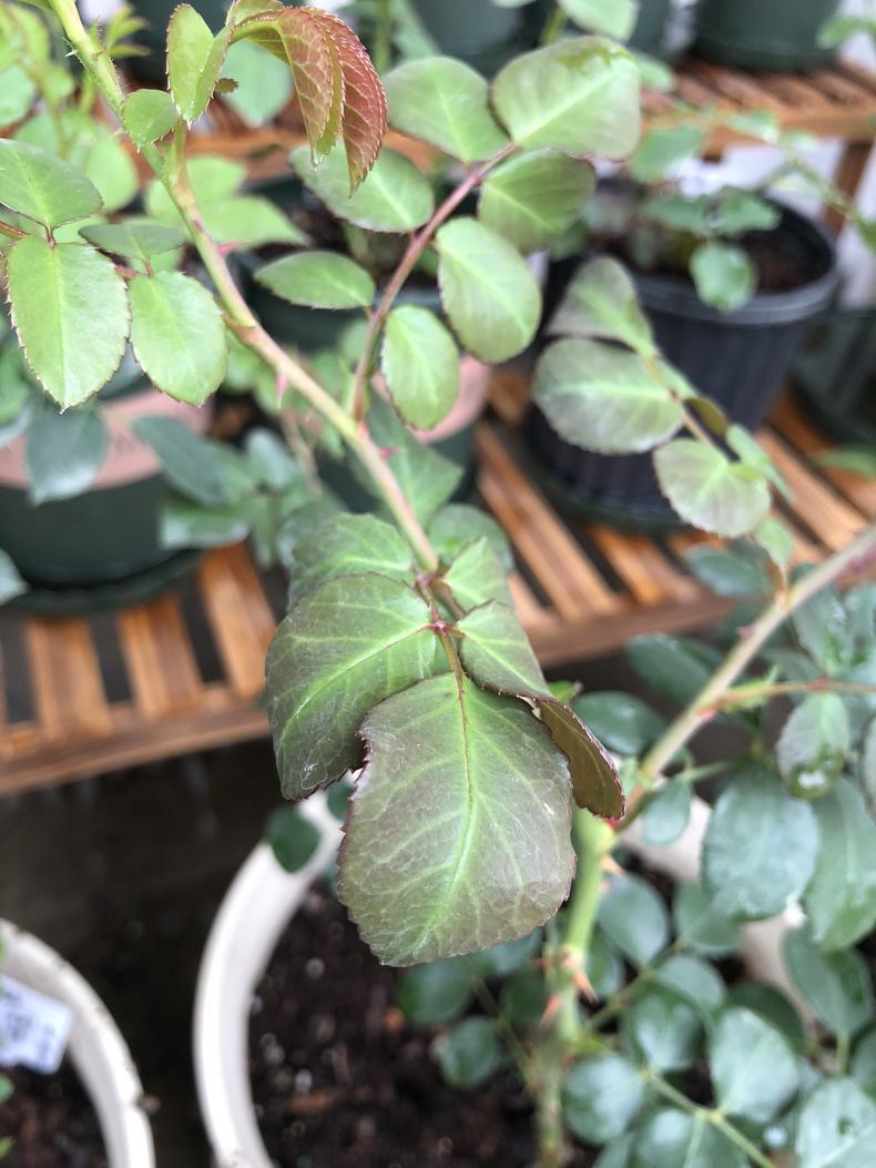 肥大伤身,月季烧根,养花不易且行且珍惜