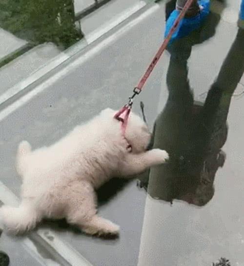 真的像一块抹布一样被自己拖着走,看得出它的内心真的非常崩溃啊