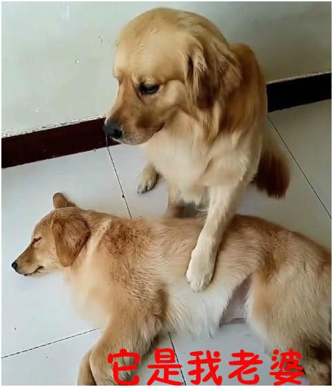 金毛是汪星界里的模范丈夫,把老婆宠上天了,主人天天被喂狗粮