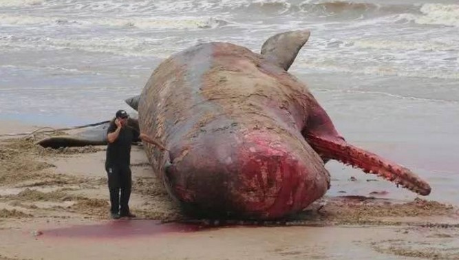 抹香鲸无故搁浅死亡,众人疑惑不解,真相大白众人腼颜人世