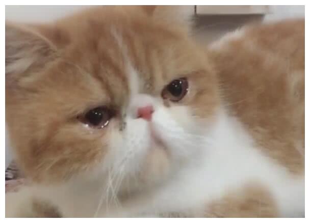 猫妈想念自己的孩子,主人拿来小猫相片,猫咪哇哇大哭!