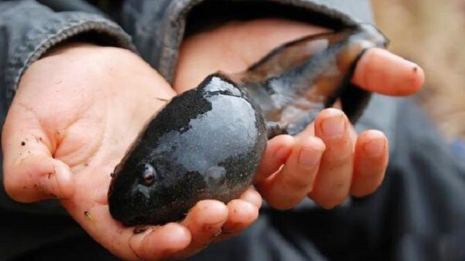 世界上最大的蝌蚪:体型和小鱼差不多,长大后的样子笑喷了