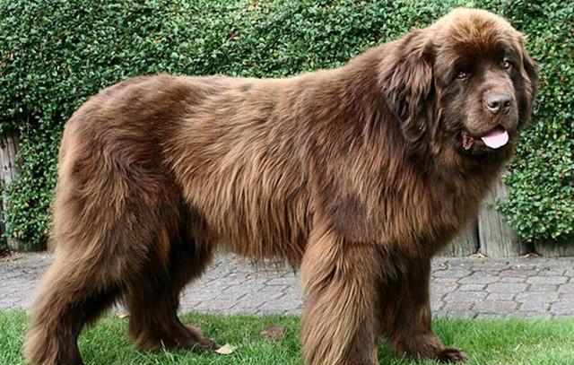 看看那些从来没听说过的小众品种|宠物|狗狗|罗泰_新浪新闻