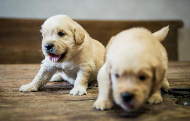 摄影实拍刚出生的小金毛,这小眼神简直能把人萌化