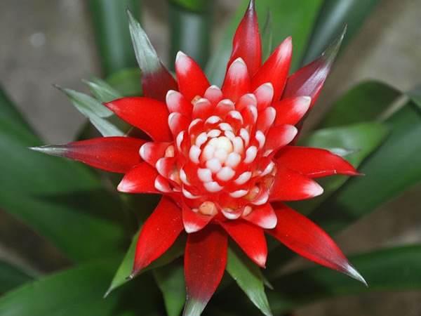 彩苞凤梨真好看养殖方法简单赶紧动手来一盆吧