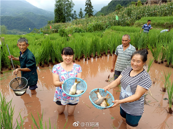 昭通绥江县板栗镇清水村里"浑水摸鱼",为啥那么欢乐