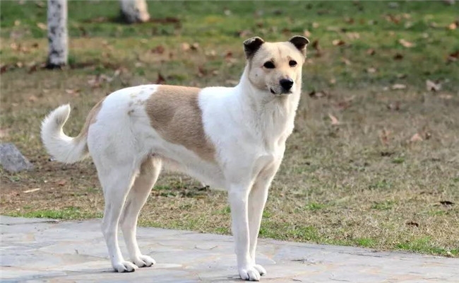 一只中华田园犬的自述:我长得也挺好看的,我只想有个家!