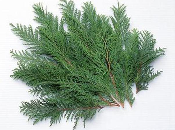 农村有种果子作用很大, 做成枕头能改善睡眠, 用来洗头还能乌发