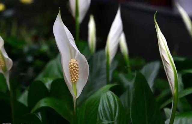 白掌花越开越小精心养护却养缩了水别凉猫腻可能出在这