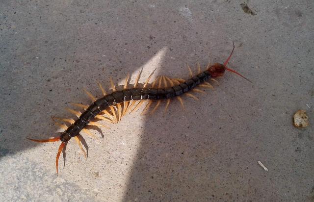 生活在农村惧怕的6种常见小动物,最后一种又喜又怕|小动物|农村|蜈蚣