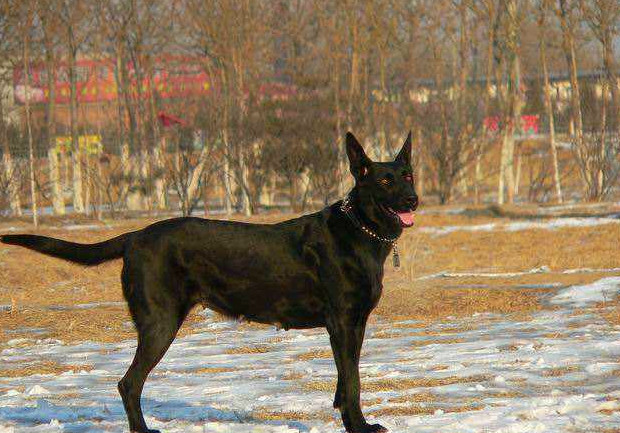 适合在农村养的狗狗,中华黑狼犬,镇宅辟邪,没那么娇贵