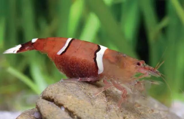 来自台湾新惊喜蜜蜂网球虾