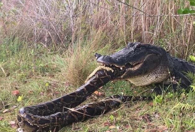 把现在的猫科和犬科放到恐龙时期, 能竞争过食肉恐龙吗?