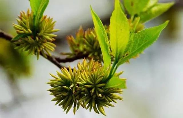 杜仲为何能成为国家战略资源,并引起国际社会的关注?