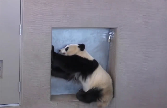 熊猫想当众越狱,发现门被锁后尴尬一笑:你们啥也没看见,是吧