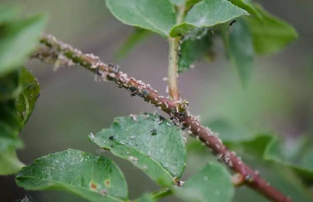 红蜘蛛|害虫|台友_新浪新闻
