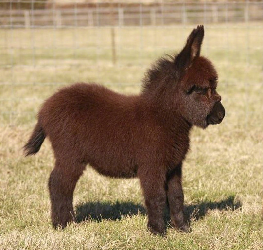 一波萌萌哒的小驴,小可爱,吸