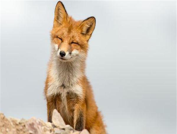 一块泥巴洗干净后, 少女心都泛滥|小狐狸|泥巴|泥潭_新浪网