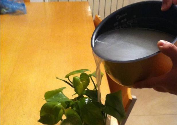 都说淘米水浇花好, 怎么都浇死了? 老花匠教你1招, 养花轻松爆盆