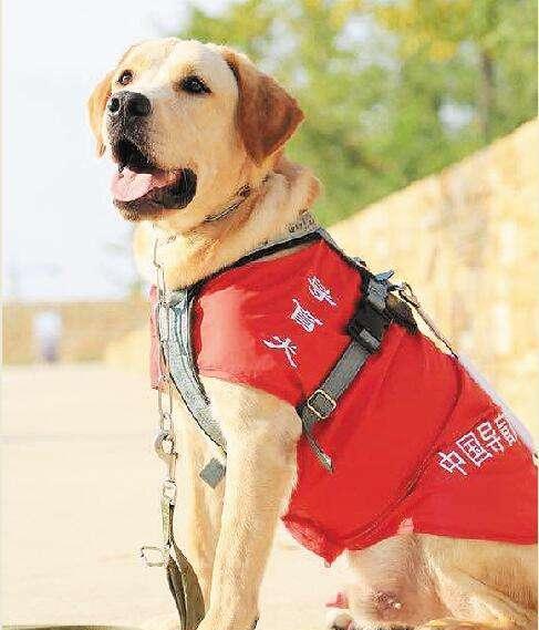 导盲犬和主人死后一起上了天堂, 但天使说天堂只剩一个位置.