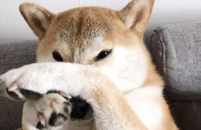 宠主拿着臭豆腐向柴犬炫耀,最后小狗捂着鼻子一脸嫌弃不嫌臭