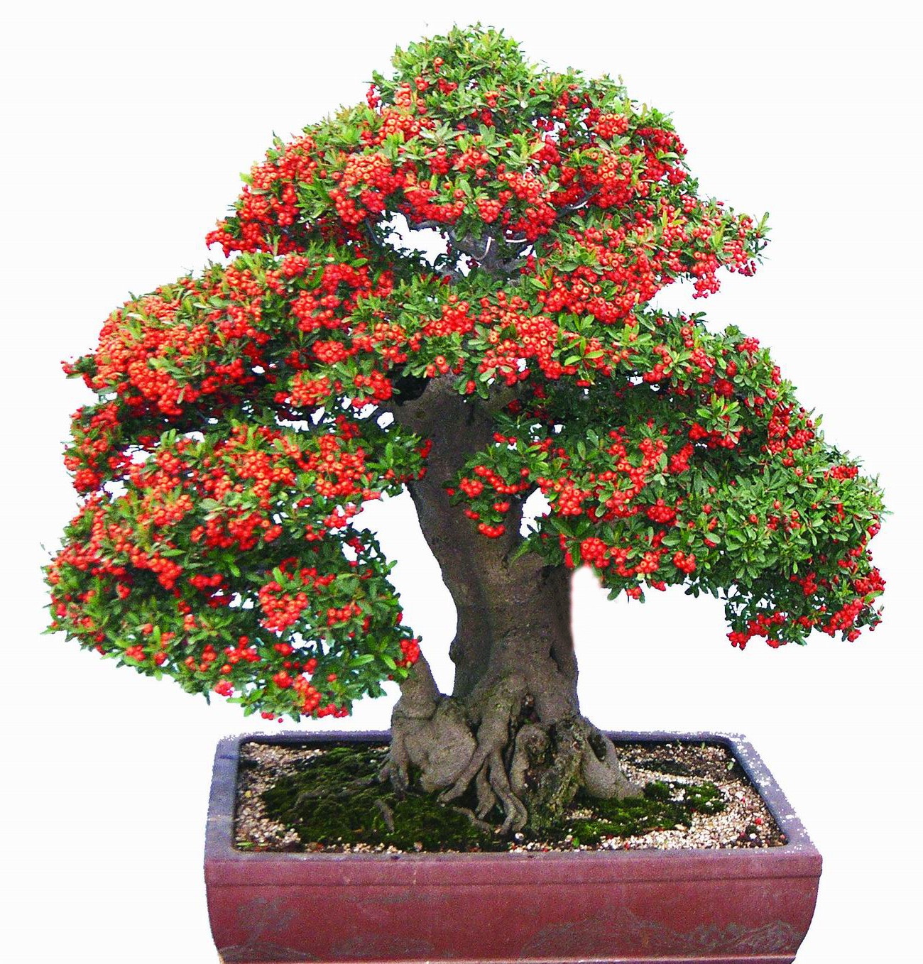 经验掌握六要点让你的火棘盆景朵朵繁华累累硕果