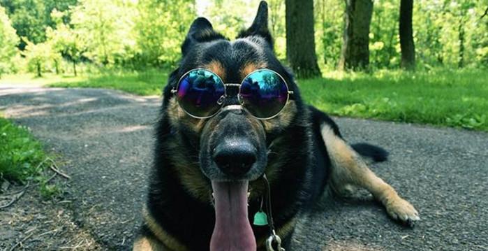 全球长得最帅的狗排名, 二哈排第一不科学!