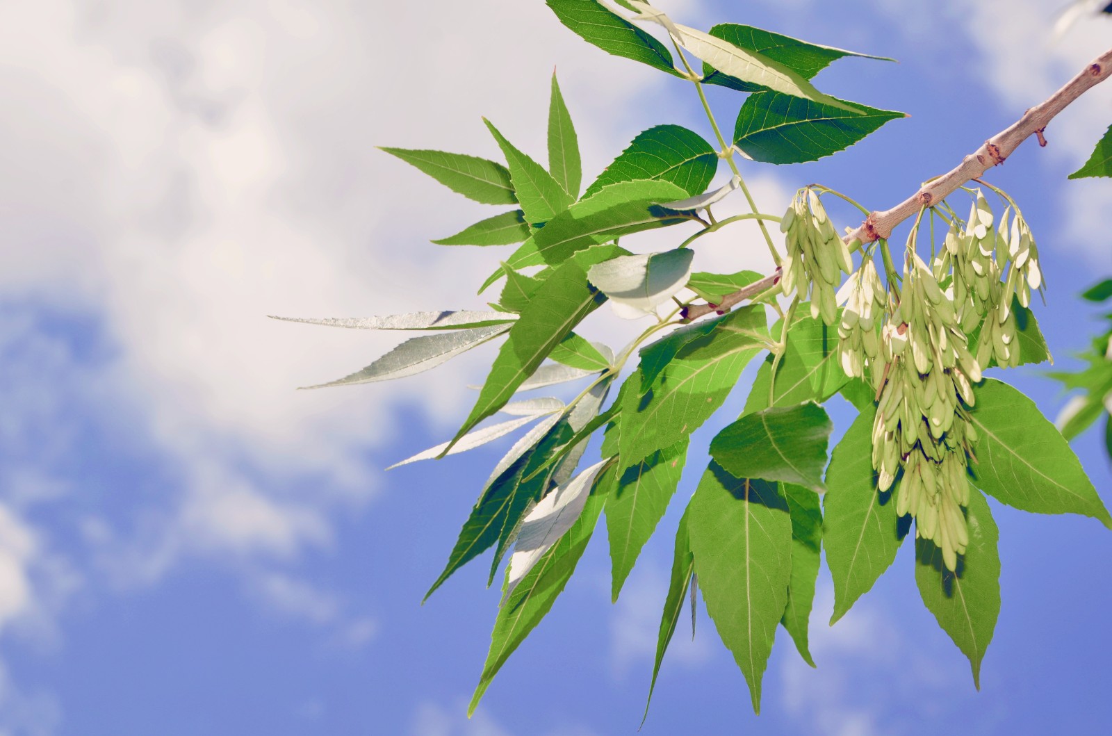 一切静谧而美好,如白蜡树的叶子和种子,原创摄影|白蜡树|摄影|原创|叶子|种子_新浪新闻