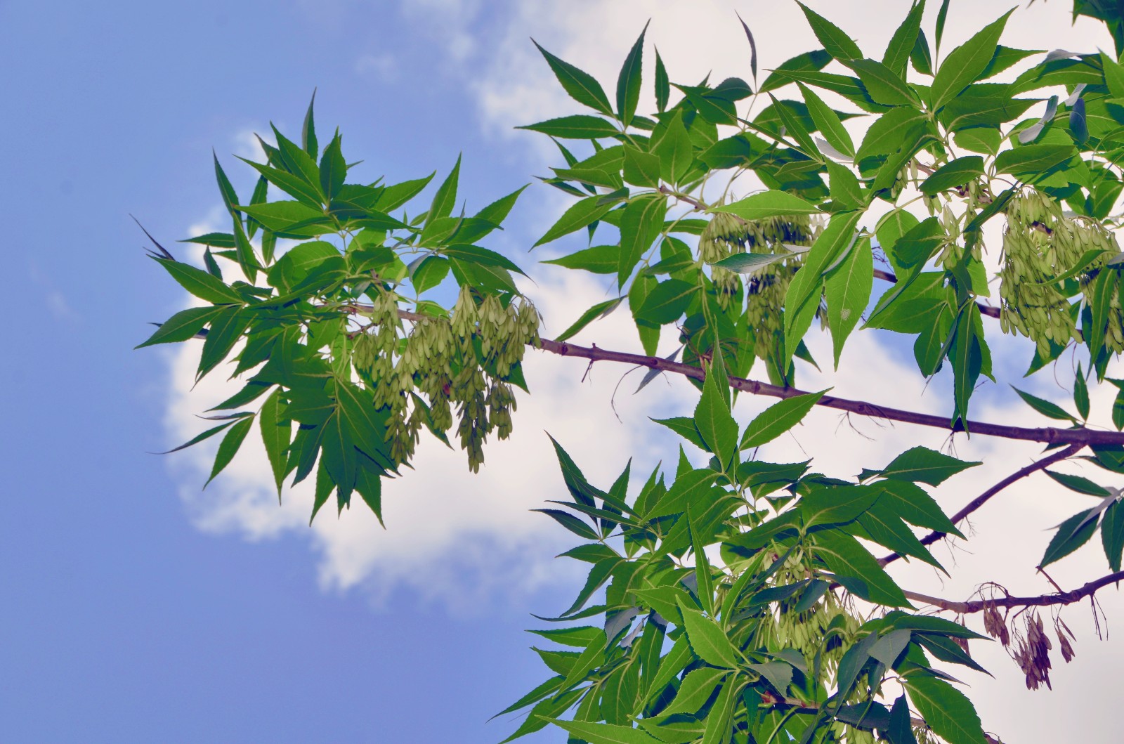 一切静谧而美好如白蜡树的叶子和种子原创摄影