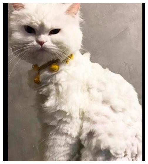网友亲自给猫咪剪毛发,结果却剪得参差不齐的,这是绵羊猫?