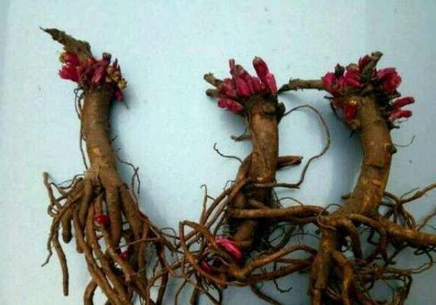 大爷路边买了个花根,花贩说是五色牡丹,长大后令人哭笑不得!