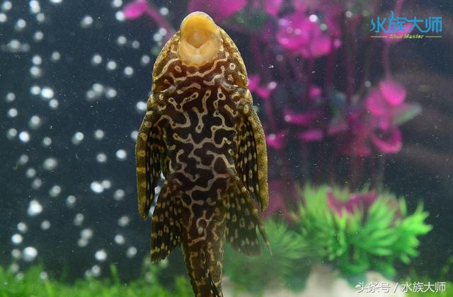 养一只豹纹清道夫鱼如何
