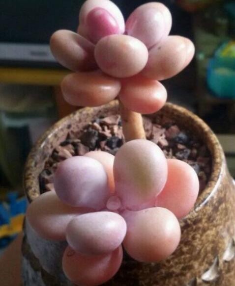 在桃蛋的生长期,想要让它长成胖娃娃,就需要及时补充营养,花友们可以