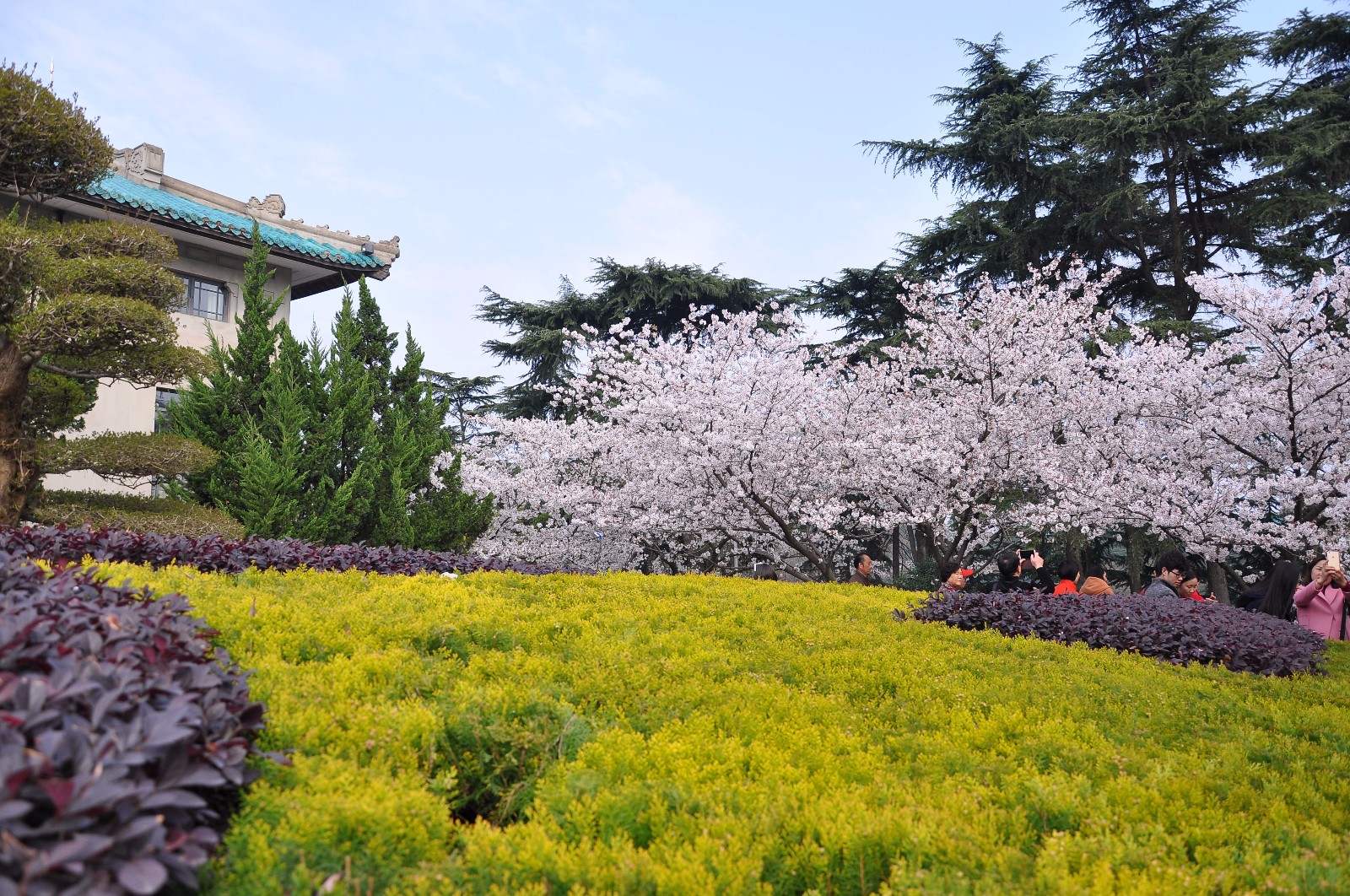 浪漫樱花珞珈之美武汉大学樱花