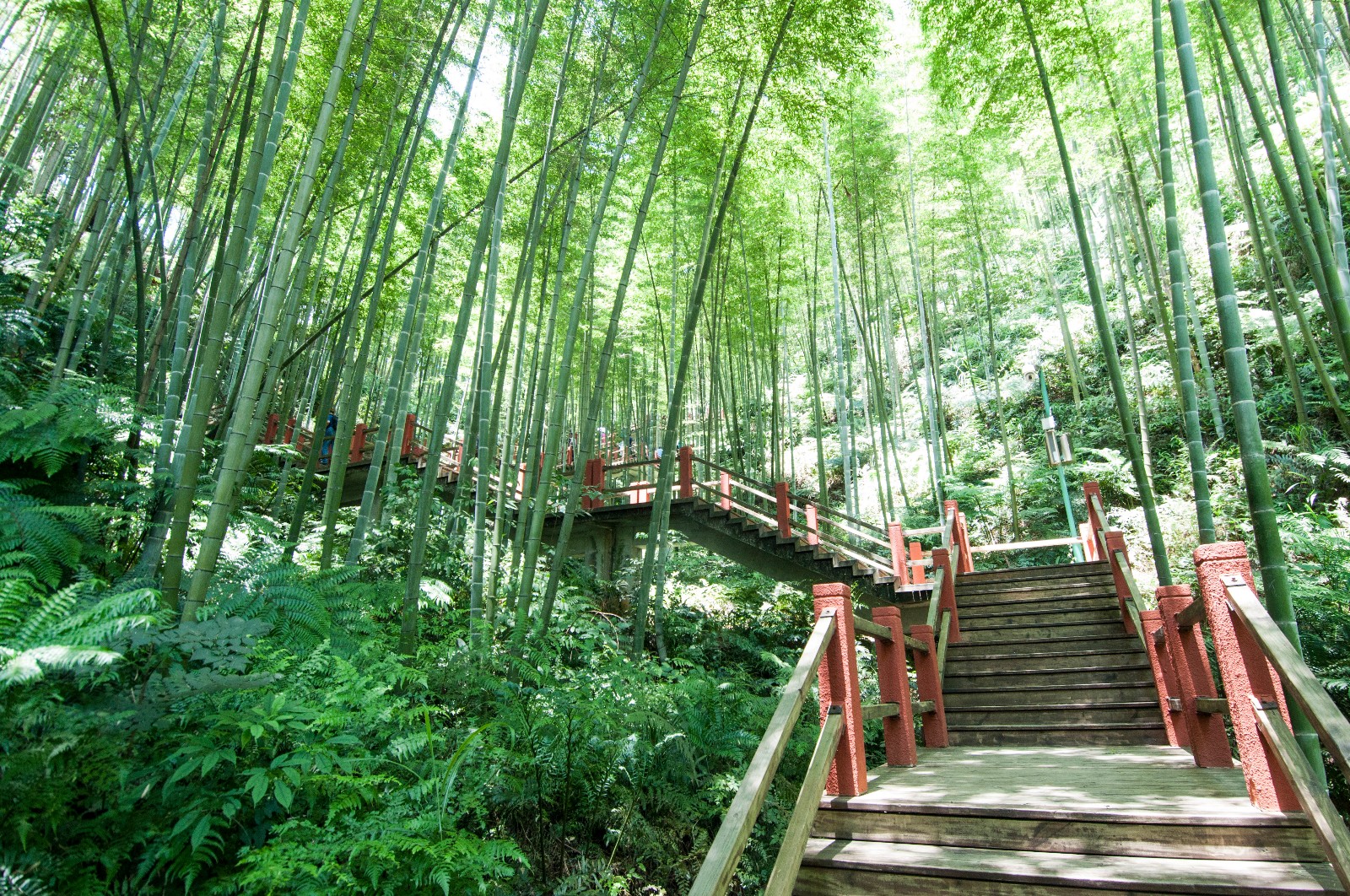 贵州省赤水有一个美丽的地方:赤水竹海国家森林公园