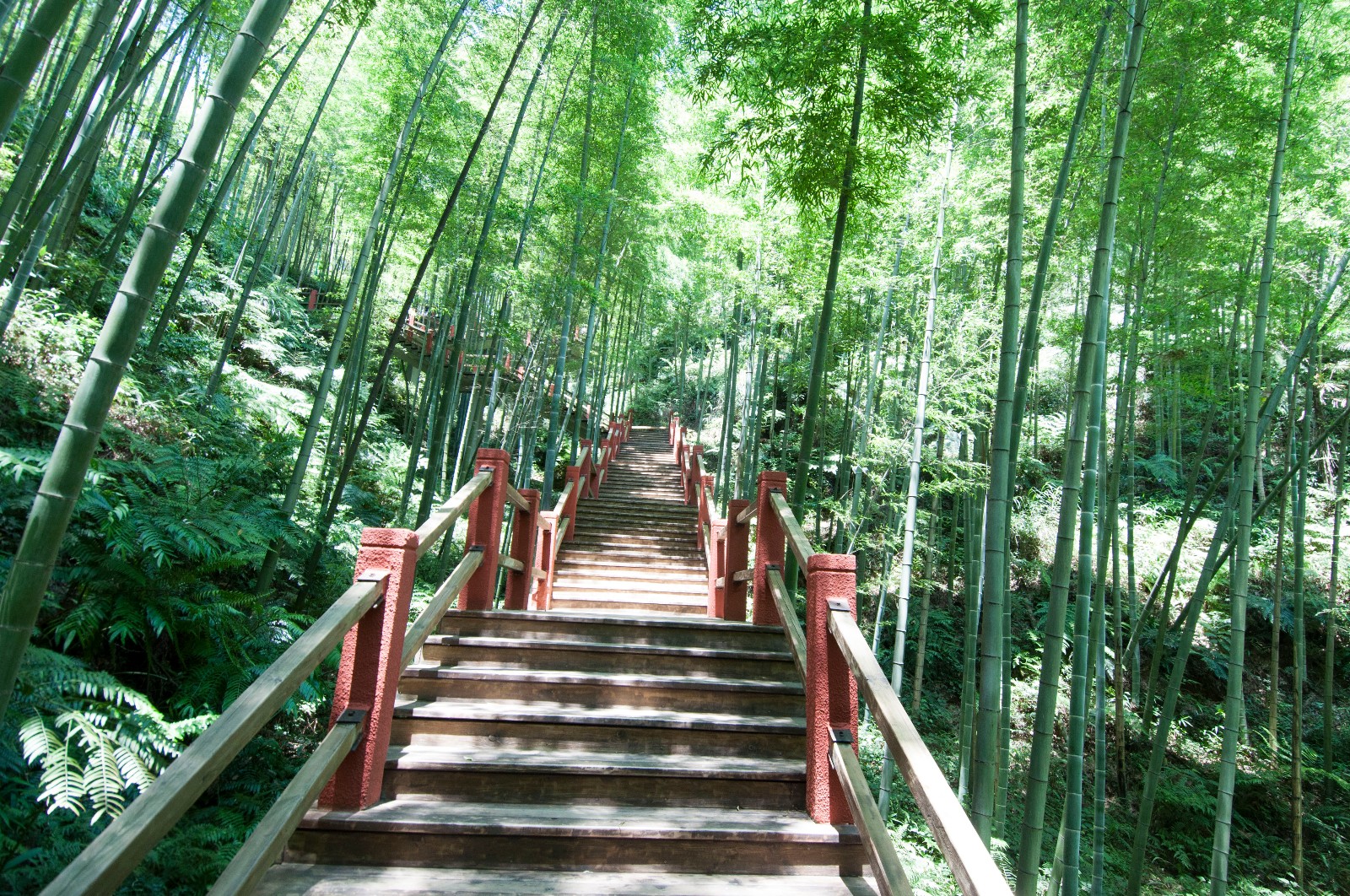 贵州省赤水有一个美丽的地方:赤水竹海国家森林公园