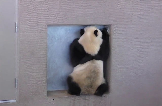 熊猫想当众越狱,发现门被锁后尴尬一笑:你们啥也没看见,是吧